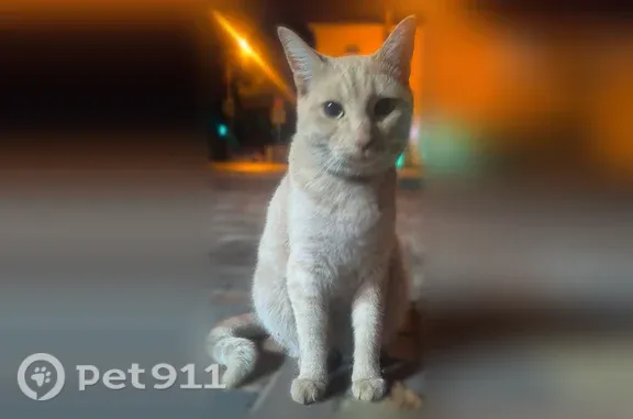 Найдена кошка, Ставрополь, фото: Найдена кошка, Ленина, д. 436, Ставрополь — домашний рыжий кот