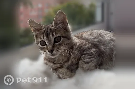 Кошка ищет дом, Пенза — 3 месяца, ласковая и приучена к лотку - photo