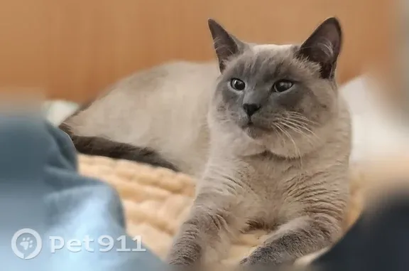 Пропала кошка, Поселок городского типа Софрино (г Пушкино), Тютчева, Пушкино — кот с серым ошейником, глаза слегка косят - photo