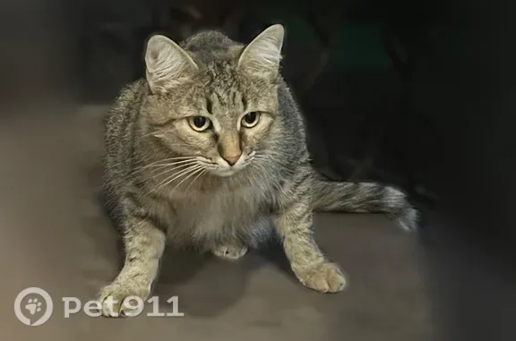 Найдена кошка, Ростов-на-Дону, фото: Найдена кошка, Ростов-на-Дону, Кривошлыковский, Ростов-на-Дону