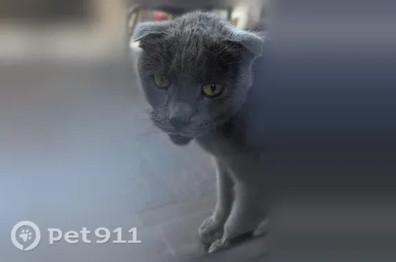 Найдена кошка, Сочи, фото: Найдена кошка, Район Адлерский (г Сочи), д. 11, Сочи — ласковая и разговорчивая