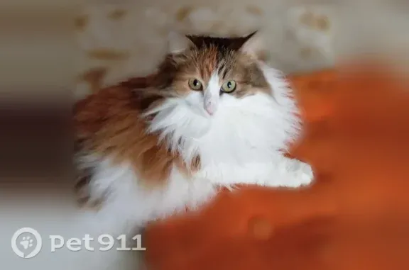 Пропала кошка, Деревня Азьмушкино, С. Садыковой, Азьмушкино — трехцветная, 12 лет - photo