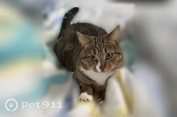 Кошки потеряшки, Вологда, фото: Потеряшка кошка, Вологда, Псковская, д. 15, Вологда — молодой кот с белым пятном на мордочке