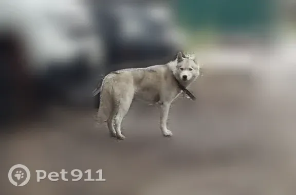 Найдена собака, Воронеж, фото: Найдена собака, Пеше-Стрелецкая, д. 111, Воронеж — голубые глаза, хромает