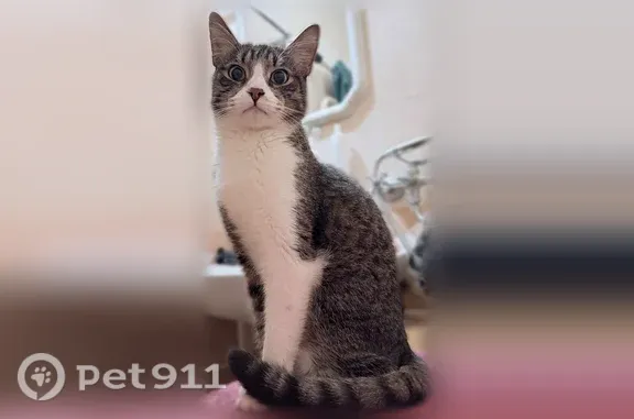 Пропала кошка, Территория Массив Мшинская — кот, 7 лет, кастрирован - photo