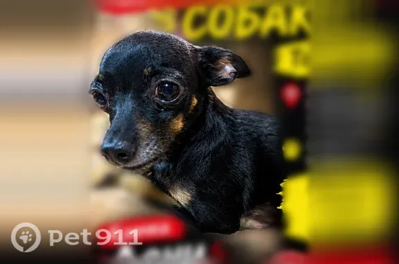 Пропала собака, район Свердловский, Иркутск — той-терьер, чёрно-коричневый окрас - photo