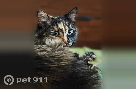 Пропала кошка, Село Иглино, 8 Марта, д. 49, Иглино — пушистая, черепахового окраса - photo
