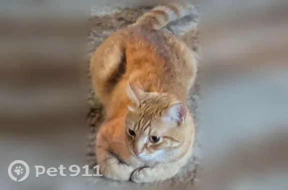 Пропала кошка, Село Селиваниха, Раздольная — кот с высоким голосом - photo