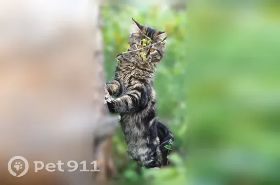 Кошки потеряшки, Ноябрьск, фото: Потеряшка кошка, самец, Энтузиастов, д. 44, Ноябрьск — мейн-кун с кисточками на ушах