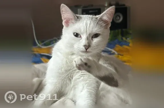 Пропала кошка, Район Центральный (г Новокузнецк), Сеченова, д. 6 1, Новокузнецк — белая шерсть, голубые глаза - photo