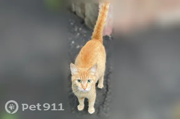 Кошка ищет дом, Фурманова, д. 19, Пенза — бежит навстречу людям - photo