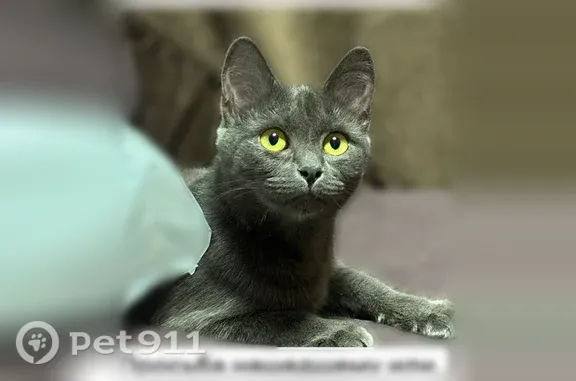 Пропала кошка, Карла Маркса, д. 54, Шахты — серого цвета, чёрный ошейник с блестящей колбой - photo