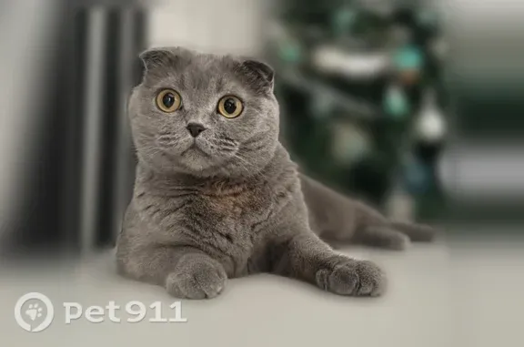 Кошки потеряшки, Пушкино, фото: Потеряшка кошка, Пушкино, Некрасова, д. 8 — шотландская вислоухая, серый окрас