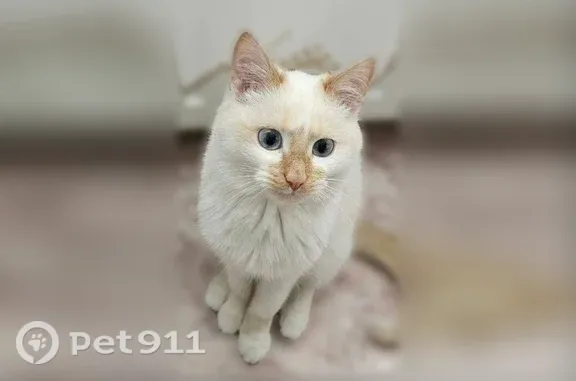 Кошка ищет дом, Уфа — ласковая, приучена к лотку - photo