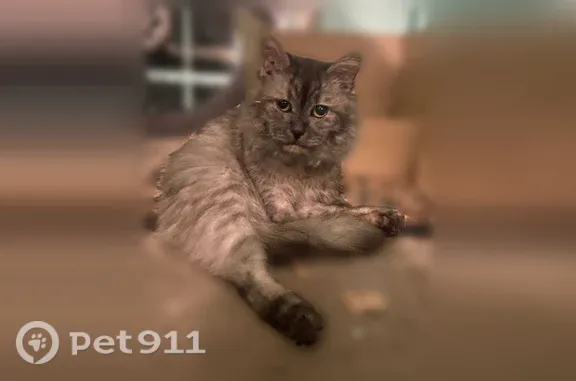 Найдена кошка, Иваново, фото: Найдена кошка, Воронина, д. 4, Иваново — найдена в подъезде