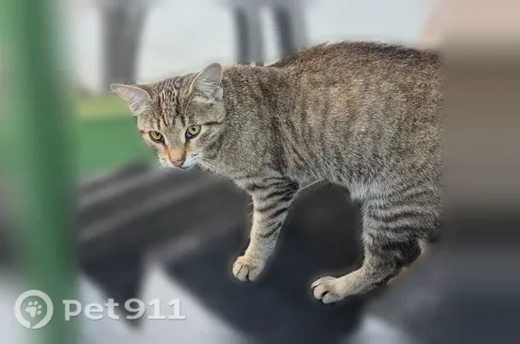 Найдена кошка, Красноярск, фото: Найдена кошка, Район Советский (г Красноярск), 9 Мая, д. 17Д, Красноярск — ласковая, не боится людей