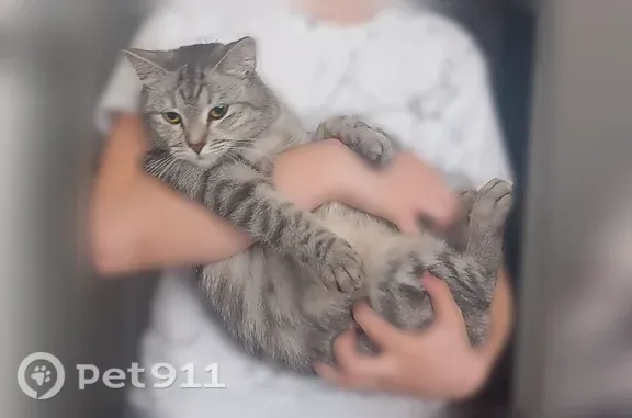 Пропала кошка, Микрорайон 1-й (г Петровск-Забайкальский), д. 15, Петровск-Забайкальский — серенькая - photo