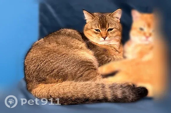 Пропала кошка, Сочи, Курортный, д. 94/52, Сочи — рыжий окрас, кличка Рыжий - photo