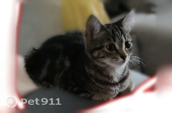 Кошки потеряшки, Йошкар-Ола, фото: Потеряшка кошка, Труда, д. 24Б, Йошкар-Ола — пугливая
