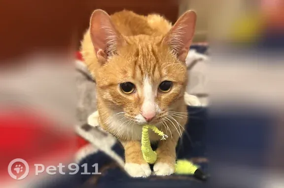 Найдена кошка, Братьев Кадомцевых, д. 5, Уфа — молодой рыжий котик с коротким хвостом - photo