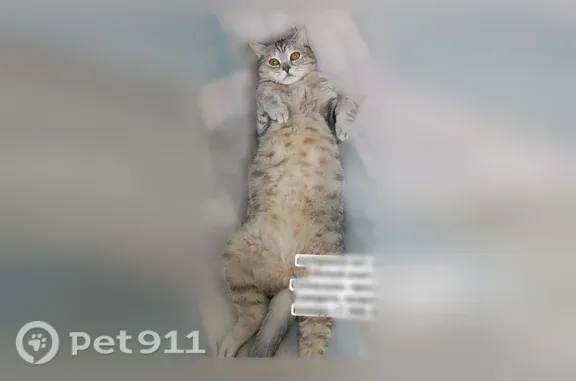 Пропала кошка, Район Железнодорожный (г Ульяновск), д. 637, Ульяновск — кот с серым окрасом и чёрными полосками - photo
