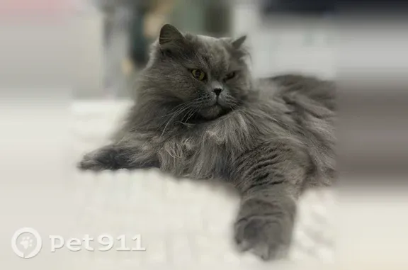 Пропала кошка, кот, Территория СНТ Шахтер, Южно-Сахалинск — серый дымчатый окрас - photo