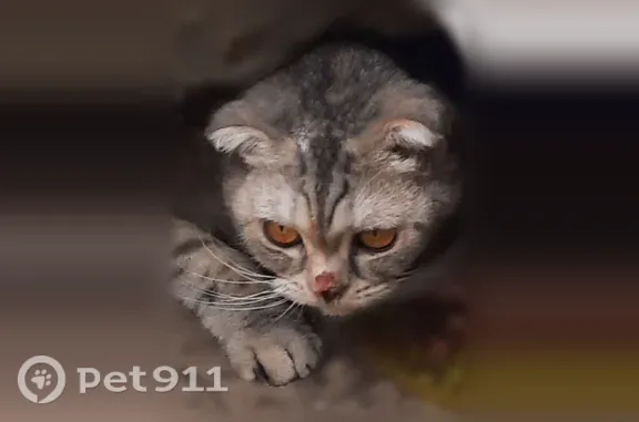 Кошка ищет дом, Район Краснооктябрьский (г Волгоград), Депутатская, Волгоград — боится улицы - photo