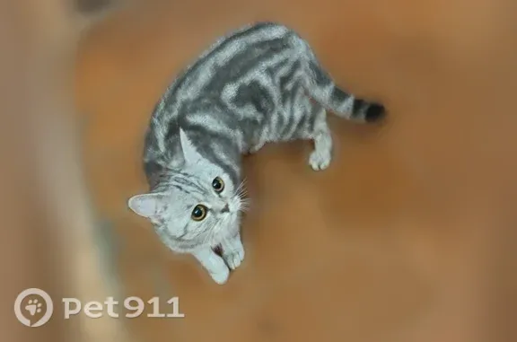 Найдена кошка, Чебоксары, фото: Найдена кошка, Чебоксары, Энтузиастов, Чебоксары