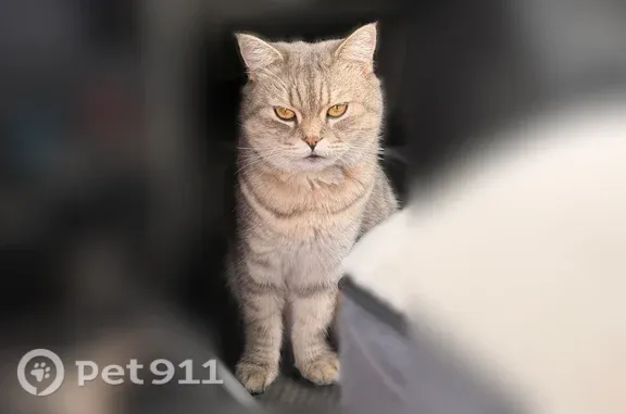 Пропала кошка, Иваново, Голубева — к чужим не подходит - photo