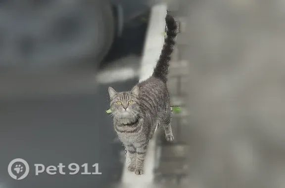 Найдена кошка, Кемерово, фото: Найдена кошка, село Ольгино — молодая и ласковая