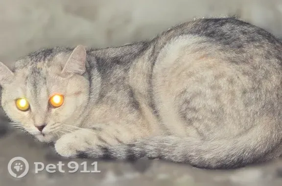 Найдена кошка, Оренбург, фото: Найдена кошка, 70 лет ВЛКСМ, д. 27, Оренбург — напугана, сидела у медцентра «Ревита»