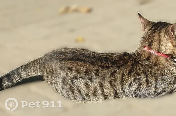 Найдена кошка, Ярославль, фото: Найдена кошка, у магазина «Ярче», ул. Слепнева, Ярославль — красный ошейник, не уходит