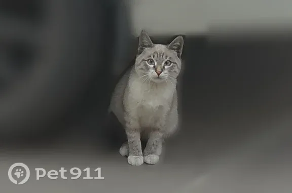 Найдена кошка, Тула, фото: Найдена кошка, Ленина, Тула — котёнок сидит у одной машины около недели