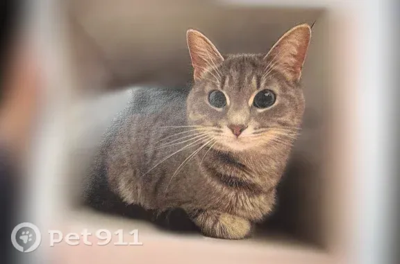 Кошки потеряшки, Уфа, фото: Потеряшка кошка, Уфа, Архитектурная, Уфа — с рождения сломанный хвост