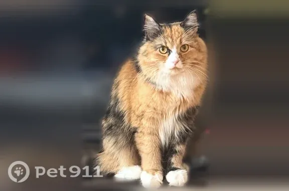 Пропала кошка, Маршала Жукова, д. 13, Нижний Новгород — испугалась и убежала в заросли - photo