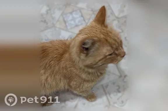 Найдена кошка, Уфа, фото: Найдена кошка, Дагестанская, д. 25, Уфа — рыжий кот, добрый и ласковый