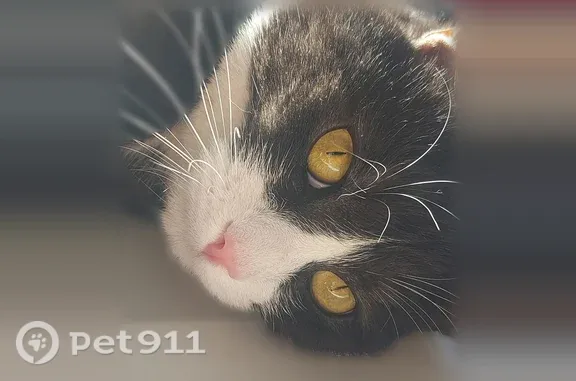Кошки потеряшки, Тверь, фото: Потеряшка кошка, Тверь — чёрная мордочка и белый подшёрсток