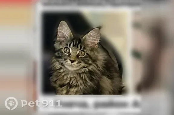 Кошки потеряшки, Унеча, фото: Потеряшка кошка, Лазурная, Унеча — мейн-кун с пушистым хвостом