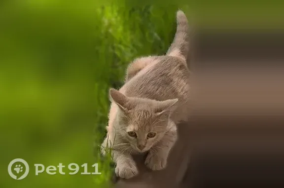 Пропала кошка, Авиамоторная, д. 12 2, Москва — котёнок 8 месяцев, салатовая шлейка - photo