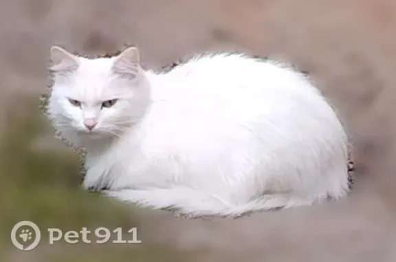 Найдена кошка, Рязань, фото: Найдена кошка, Островского, д. 12, Рязань — белая, ухоженная, в фиолетовом ошейнике