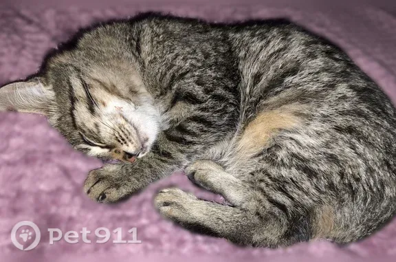 Найдена кошка, Уфа, фото: Найдена кошка, Уфа, Менделеева, д. 15/1, Уфа — выбриты передние лапки