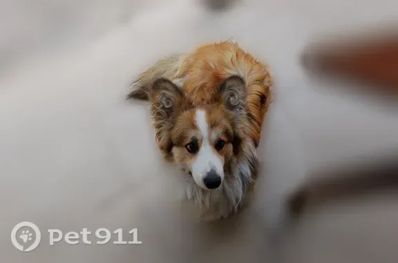 Собаки потеряшки, Краснодар, фото: Потеряшка собака, Киевская, Краснодар — рыжий длинношёрстный корги