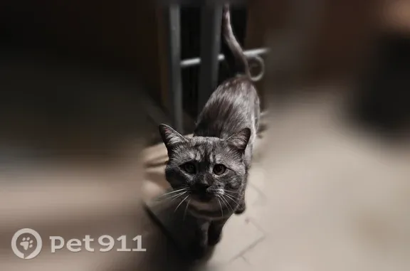 Найдена кошка, Волгоград, фото: Найдена кошка, Созидательская, д. 10, Волгоград — очень ласковый кот