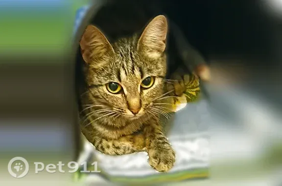 Найдена кошка, Кострома, фото: Найдена кошка, Кострома, Советская, Кострома — серый ошейник