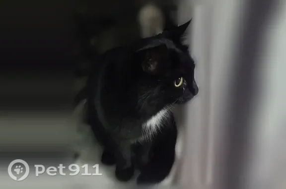 Найдена кошка, Иркутск, фото: Найдена кошка, Розы Люксембург, д. 327, Иркутск — чёрная кошечка