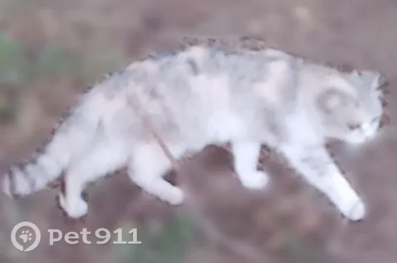 Найдена кошка, Оренбург, фото: Найдена кошка, Родимцева, д. 20/1, Оренбург — трёхцветная, с рыжими пятнами