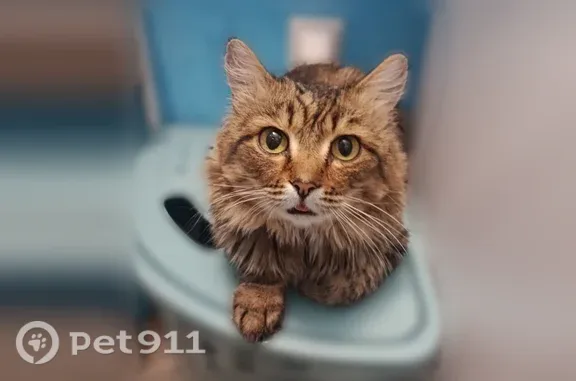 Пропала кошка, Территория НТС Ягодка (г Бердск), д. 67, Бердск — с ошейником - photo