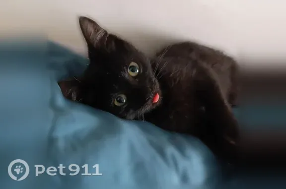 Кошки потеряшки, Йошкар-Ола, фото: Потеряшка кошка, Машиностроителей, д. 11, Йошкар-Ола — чёрный котёнок 2–3 месяцев