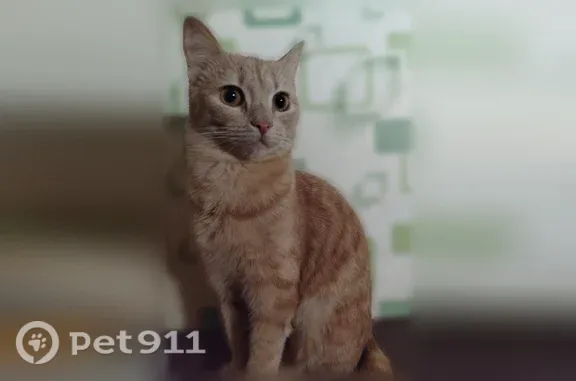 Пропала кошка, Микунь, Гоголя, д. 27 — ласковая, откликается на кличку - photo