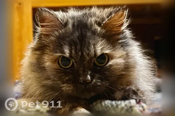 Найдена кошка, Пермь, фото: Найдена кошка, Космонавтов, Пермь — домашняя, спокойная и ласковая